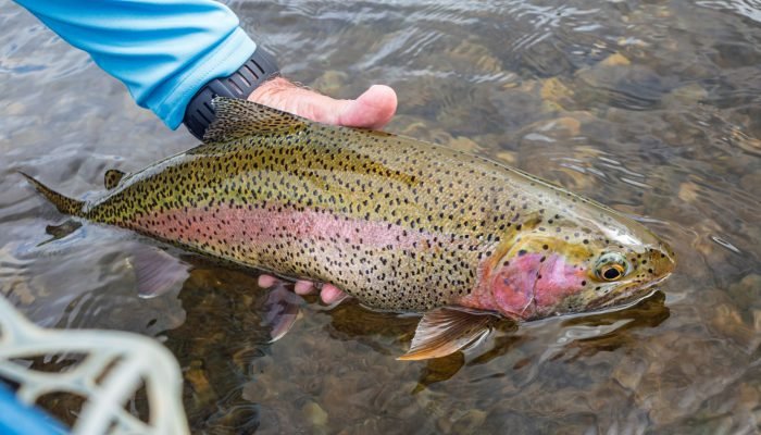Bighorn Fly Fishing with KingFisher Lodge Photos 7