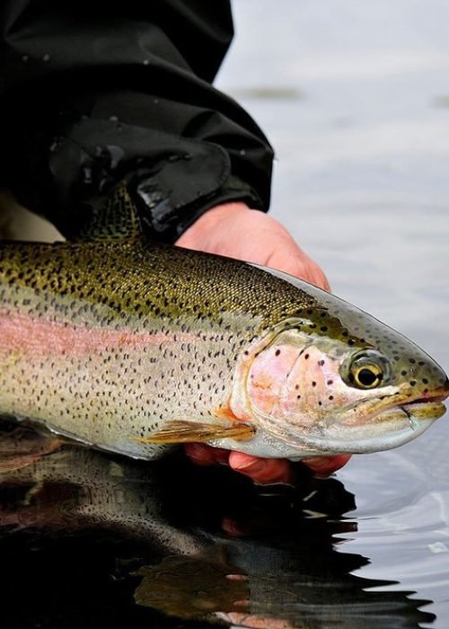 bighorn River Fly Fishing Lodge Fishes